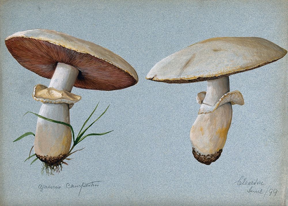 Field mushroom (Agaricus campestris): two fruiting bodies. Watercolour, 1899.