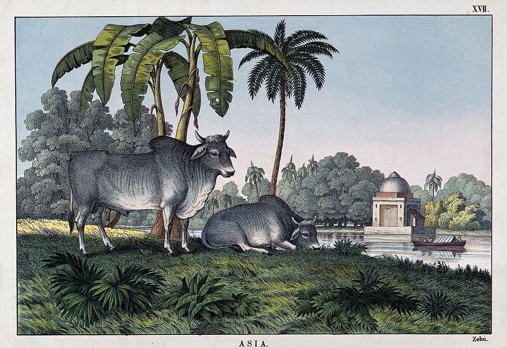 Two zebus grazing near a river with a temple in the background. Coloured lithograph.