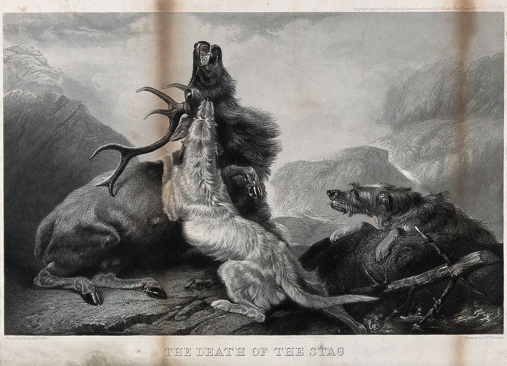 Two hunting dogs attack a stag, in a mountainous landscape. Etching by W.H. Simmons after a painting by R. Ansdell…