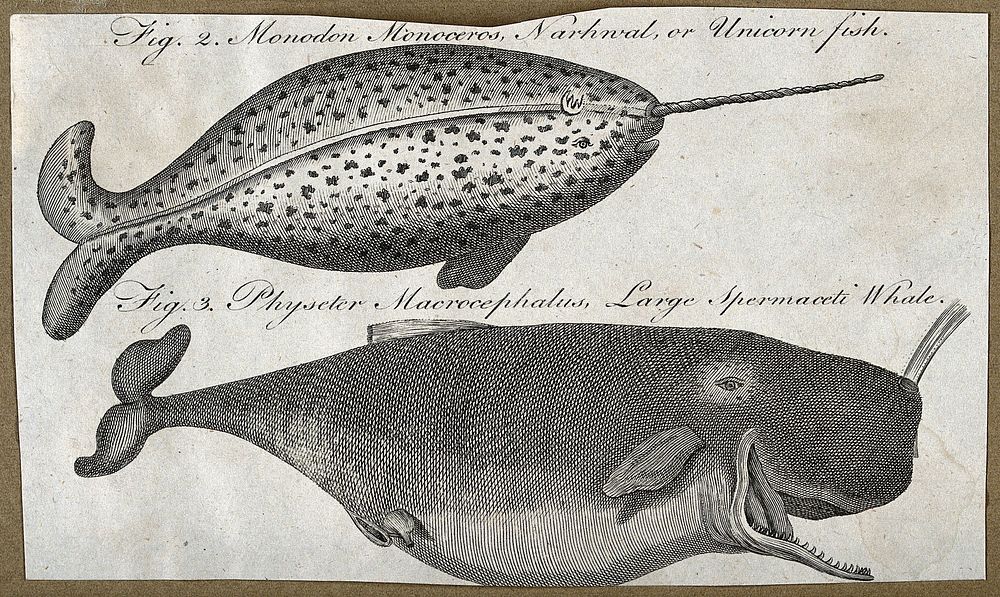A narwhal and large sperm whale. Engraving.