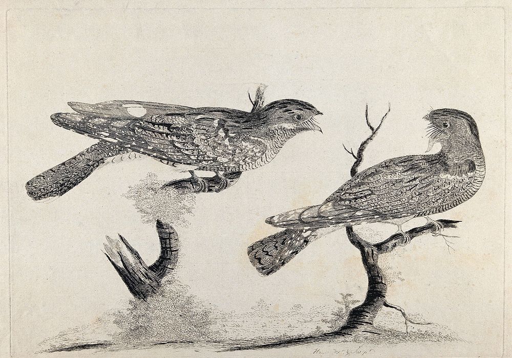 Two birds, possibly cuckoos. Etching by W. Hayes, ca. 1780.