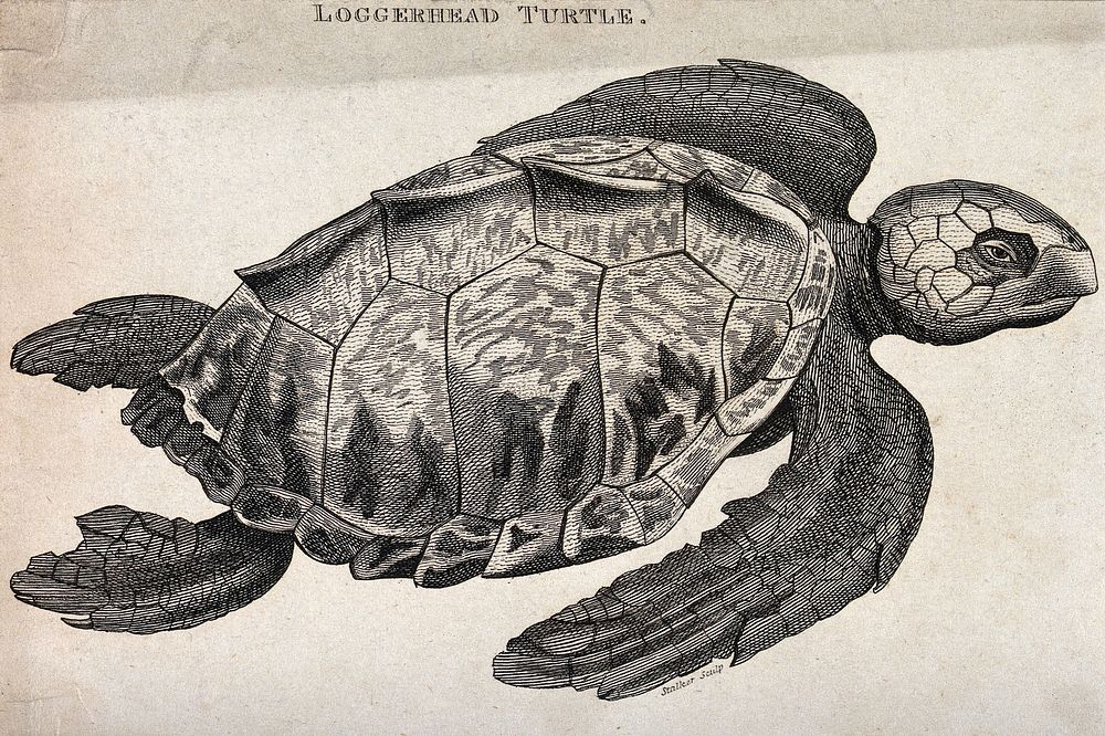 A loggerhead turtle. Etching.