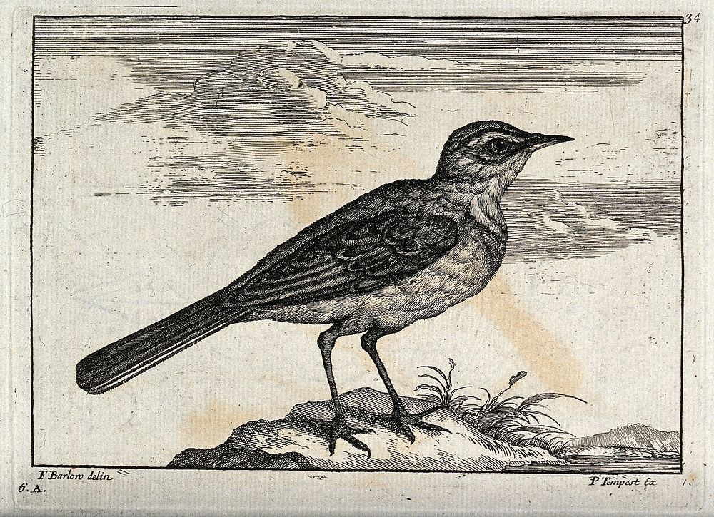 A shore bird, possibly a pipit. Engraving by P. Tempest, ca. 1690, after F. Barlow.