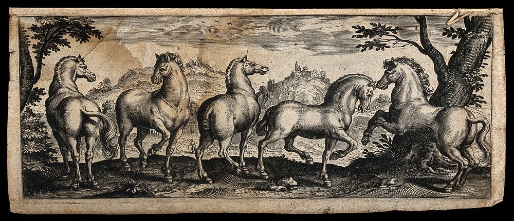 Five well groomed horses standing on a forest clearing in a mountainous landscape. Etching with engraving.