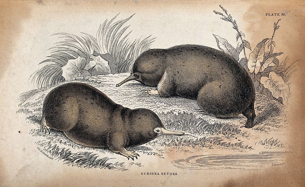 Two echidna setosa (a toothless burrowing mammal) sitting on a meadow near the water. Coloured etching by W. H. Lizars after…