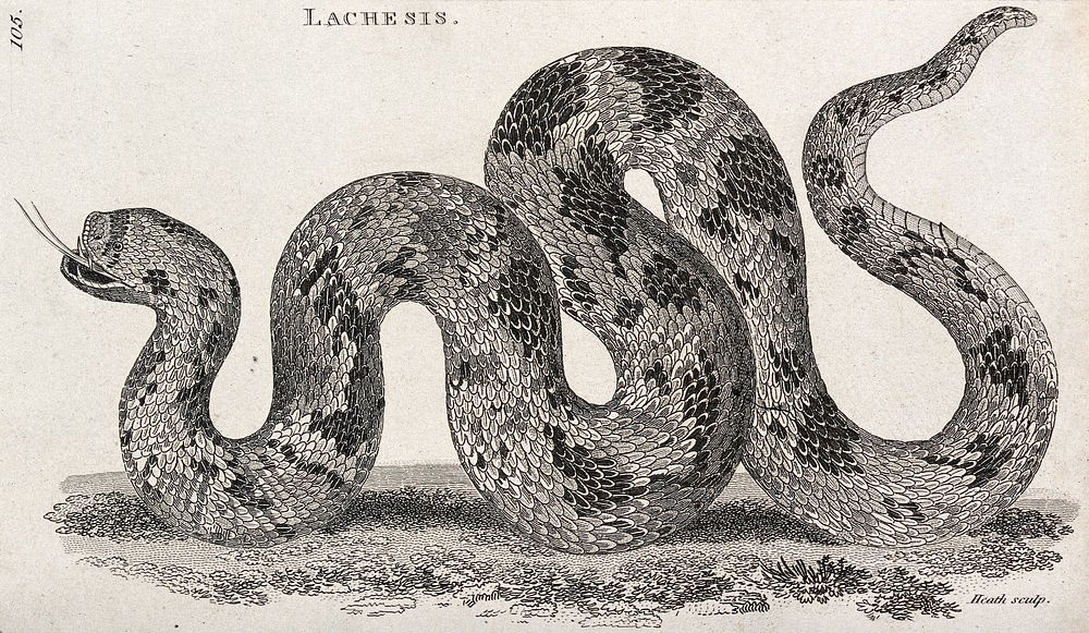 A lachesis snake. Etching by Heath.