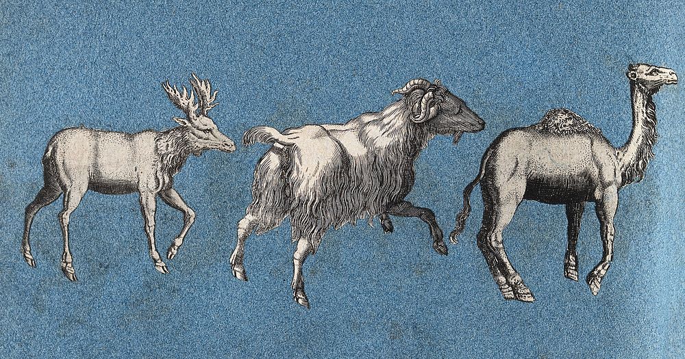 An elk or moose, a goat and a camel. Cut-out engravings pasted onto paper, 16--.