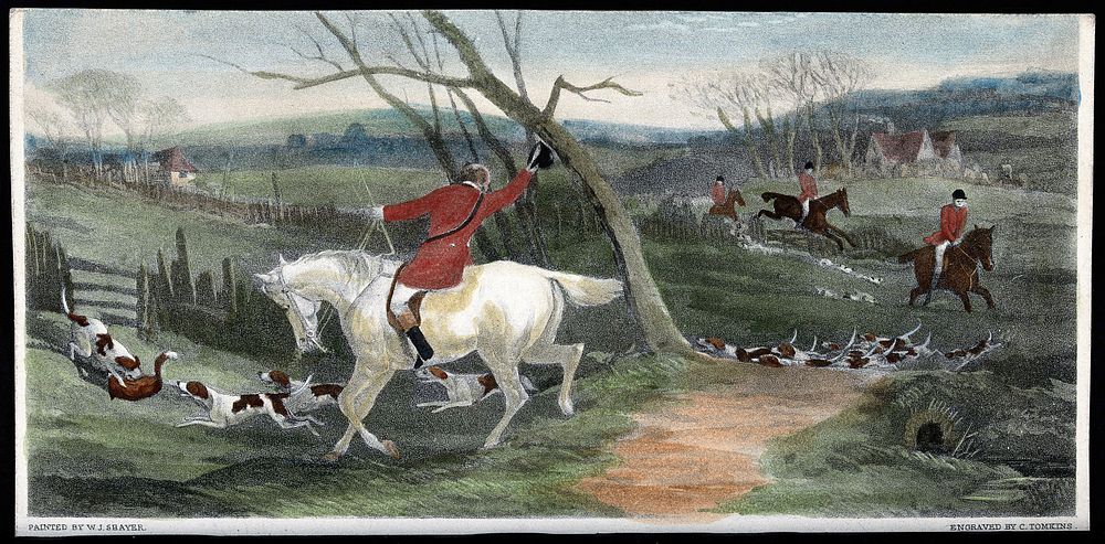 A pack of dogs has hunted down a fox and is about to kill it. Coloured line block after an engraving by C. Tomkins after W.…