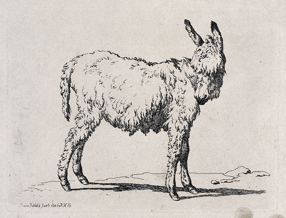 A mule. Etching.