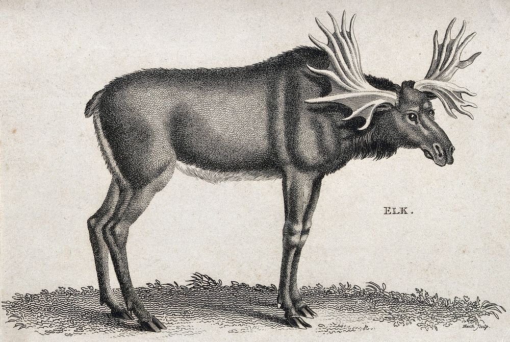 An elk with large antlers. Etching by Heath.