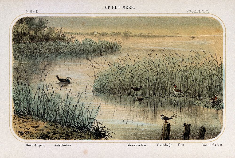 Birds of the waterside shown in their natural surroundings. Coloured lithograph by P. Trap.