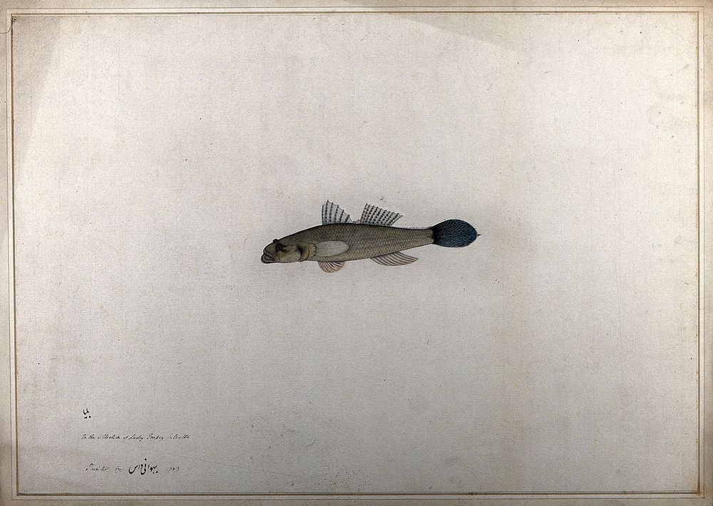 Fish. Watercolour by Bhawani Das, 1783.