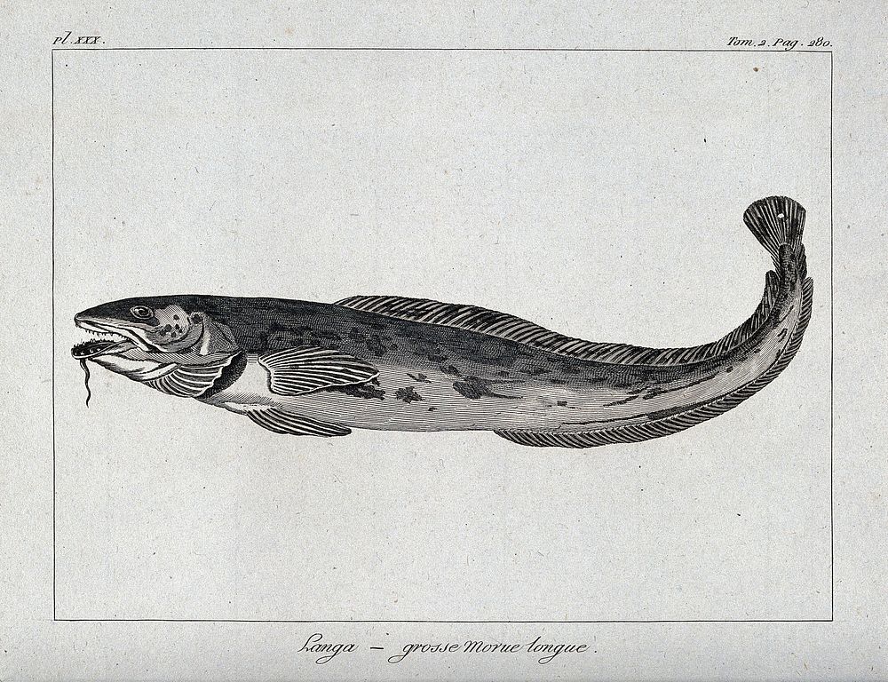 A type of cod. Etching.