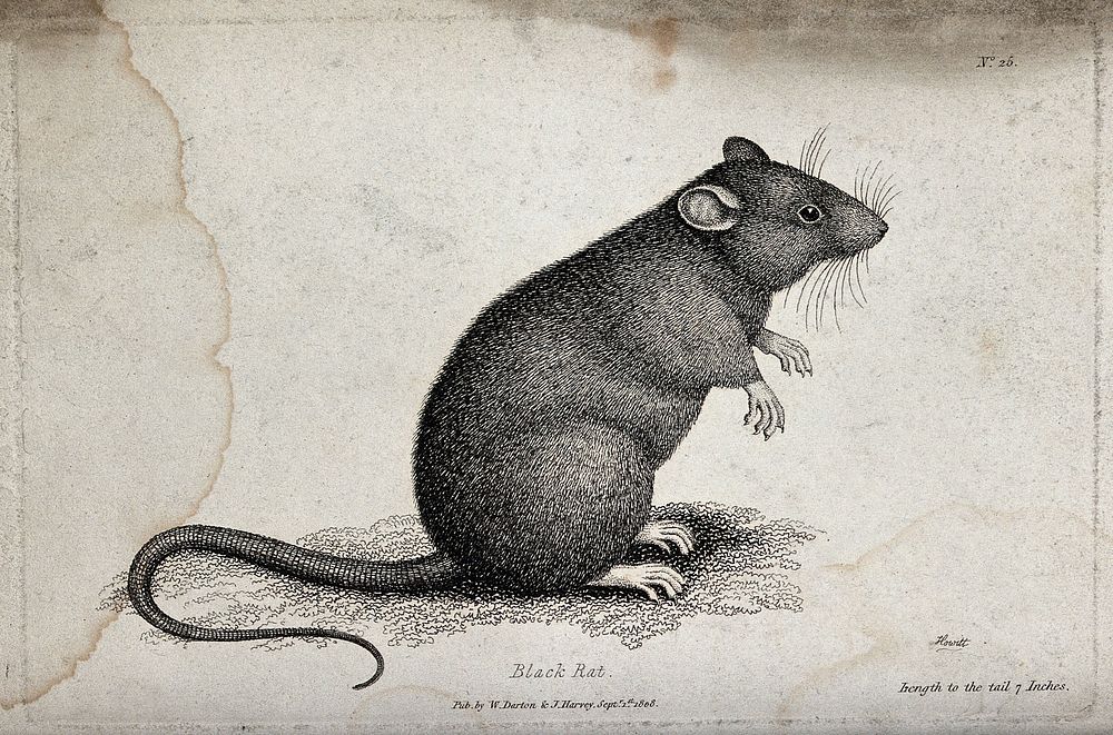A black rat sitting upright on the ground. Etching by W. S. Howitt.