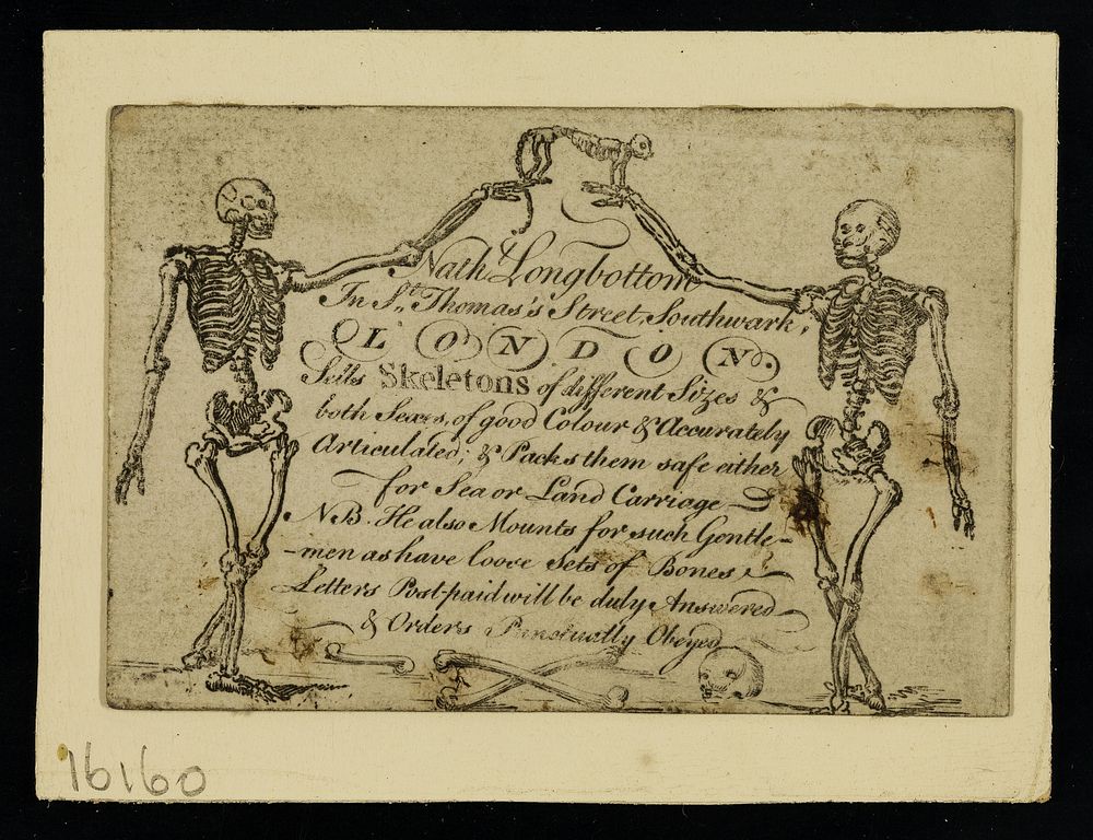 Nath. Longbottom in St. Thomas's Street, Southwark, London sells skeletons of different sizes & both sexes, of good colour &…