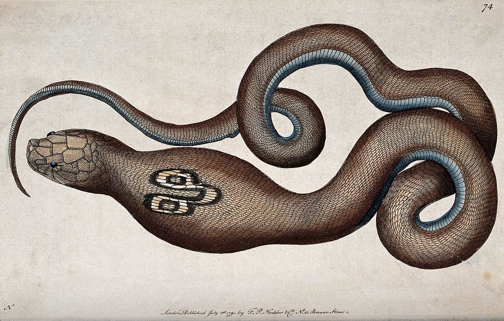 A snake with expanded neck. Coloured engraving, ca. 1791.