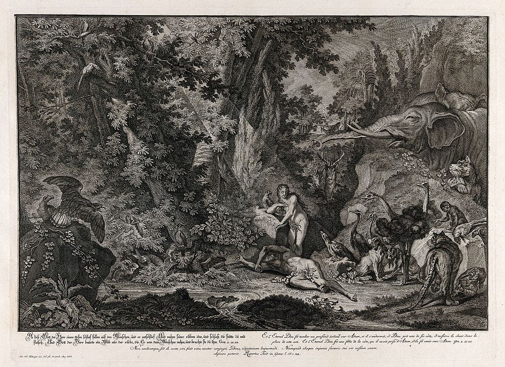 Eve emerges from sleeping Adam's side. Etching by J.E. Ridinger after himself, c. 1750.