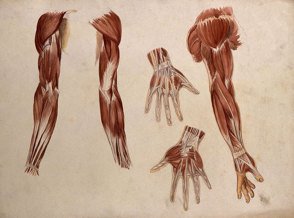 Muscles of the arm and hand: five écorché figures. Watercolour by A. Mongrédien, ca. 1880.
