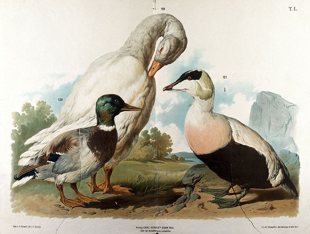 Waterfowl: three varieties, including a mallard and a white goose . Chromolithograph by F. Gerasch after A. Gerasch…