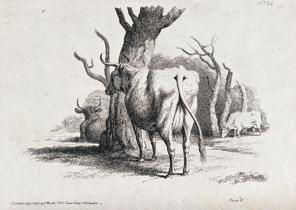 Cows resting and grazing under some trees. Etching by W.-S. Howitt, ca 1801.