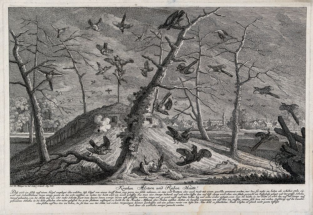 Crows, magpies and ravens are shot from a disguised hut after being lured there by a decoy. Etching by J. E. Ridinger.
