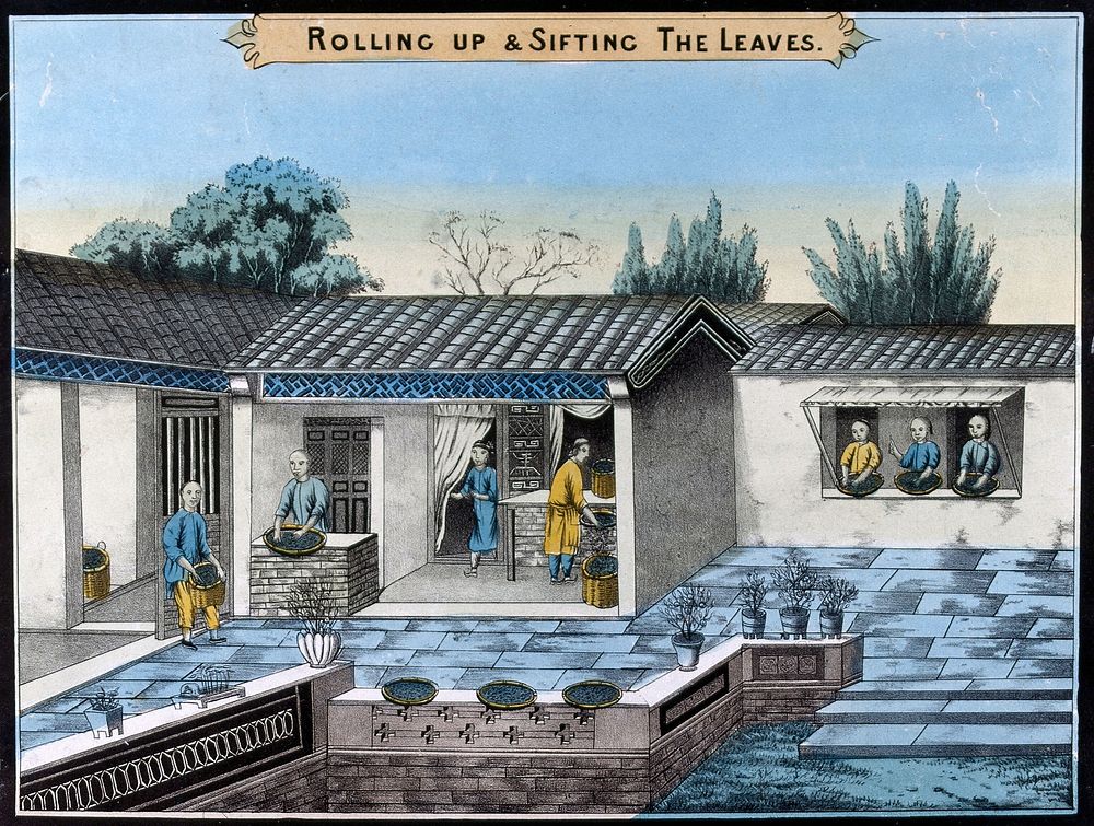 A tea plantation in China: workers roll up and sift the tea leaves. Coloured lithograph.