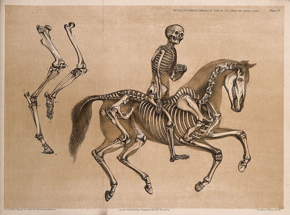 Skeleton of a man, riding the skeleton of a horse: three figures, including a comparison between the leg and foot bones of a…