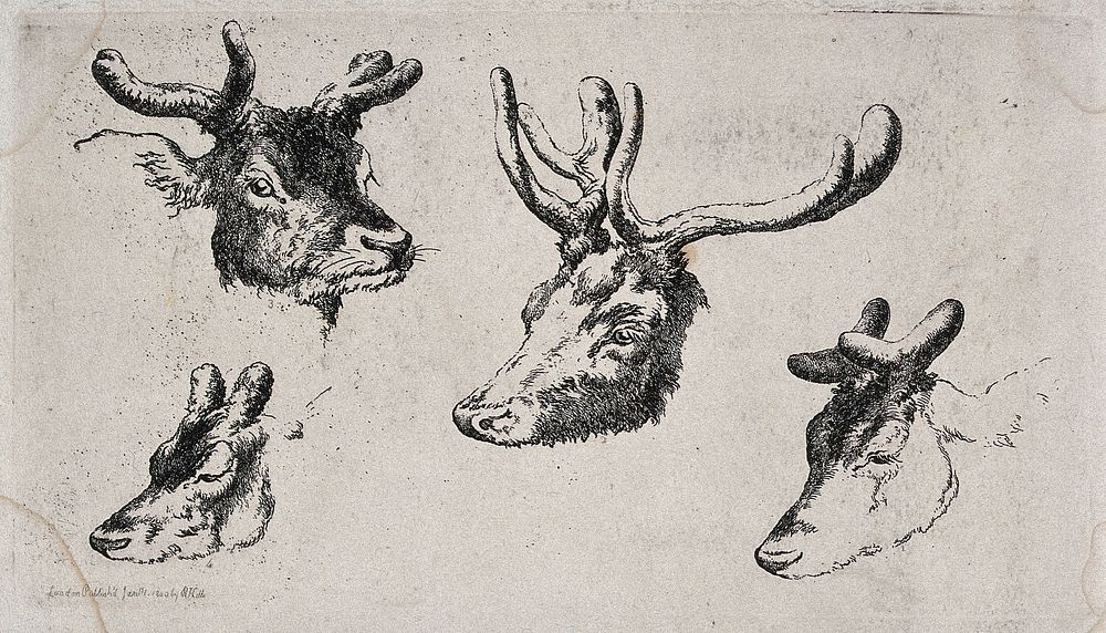 Four heads of stags with differently developed antlers. Etching.