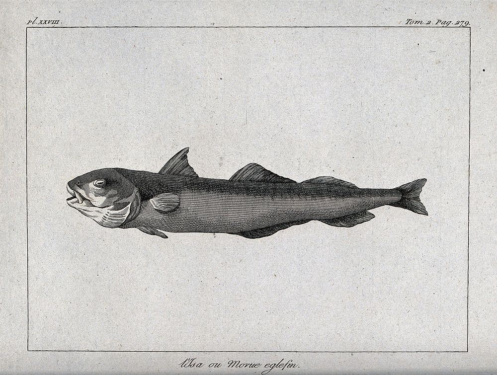 A haddock. Etching.