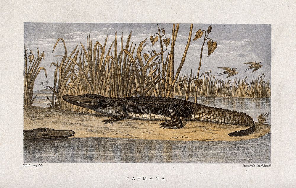 A cayman basking on an island surrounded by swamp. Coloured lithograph after C. B. Brown.