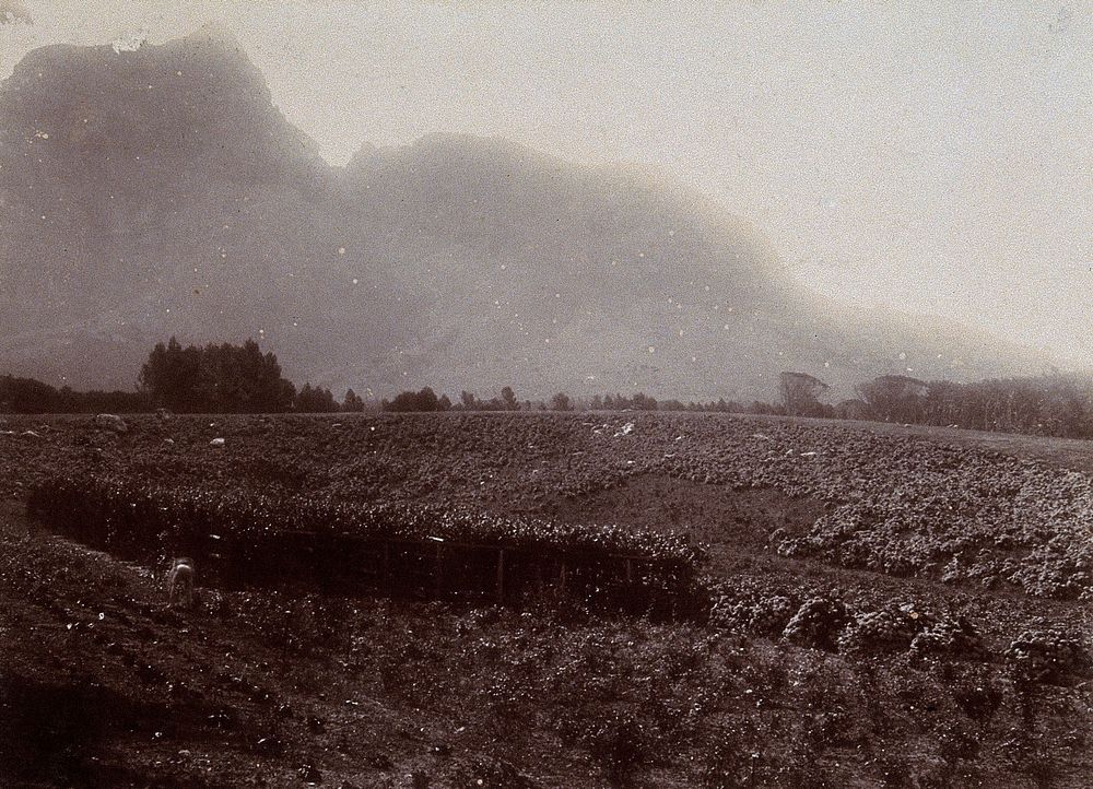 South Africa: Table Mountain from Mrs Rhodes' garden at Groote Schuur. 1896.