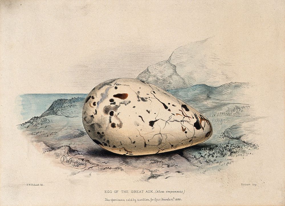 A great auk egg. Coloured lithograph by F. W. Frohawk, 1888.