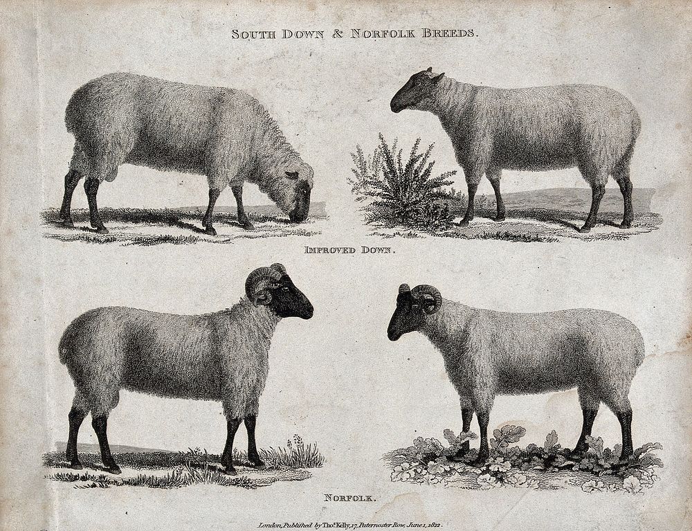 A ram and ewe of the South Down and Norfolk breeds of sheep. Etching, ca 1822.