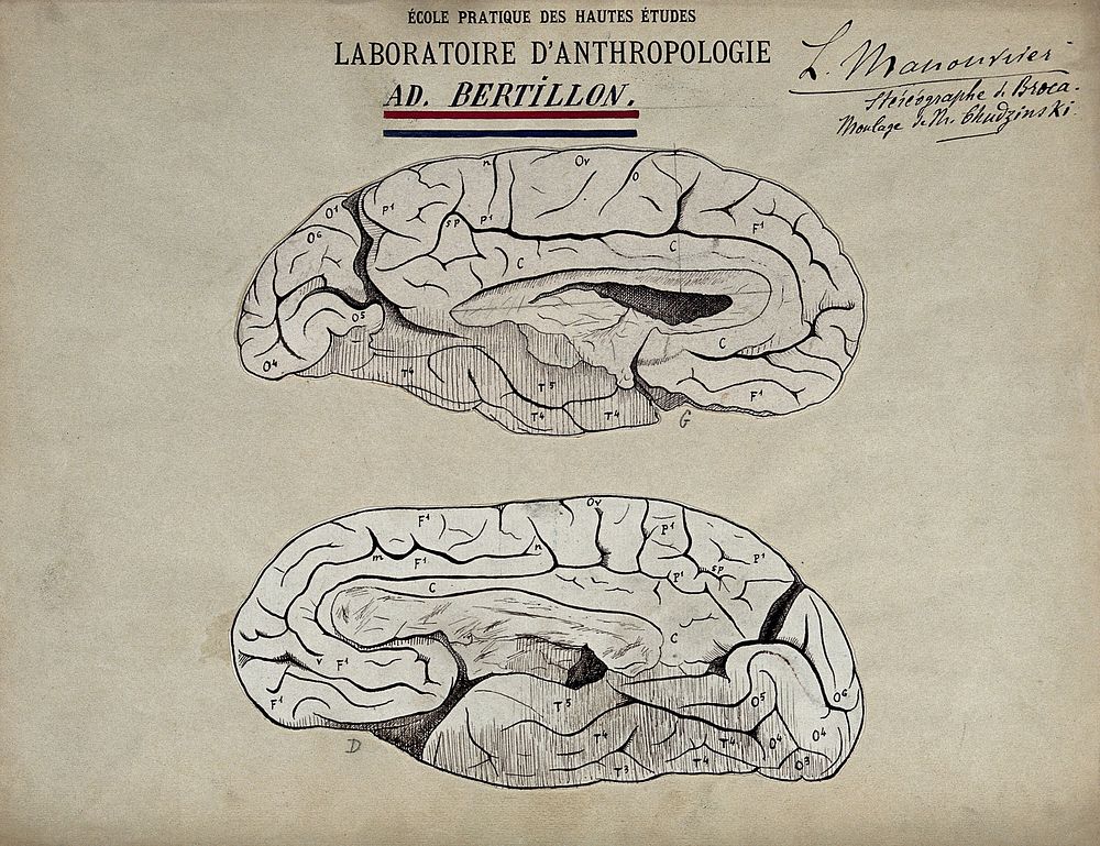 Brain sections. Drawing by Léonce Manouvrier, ca. 1900.