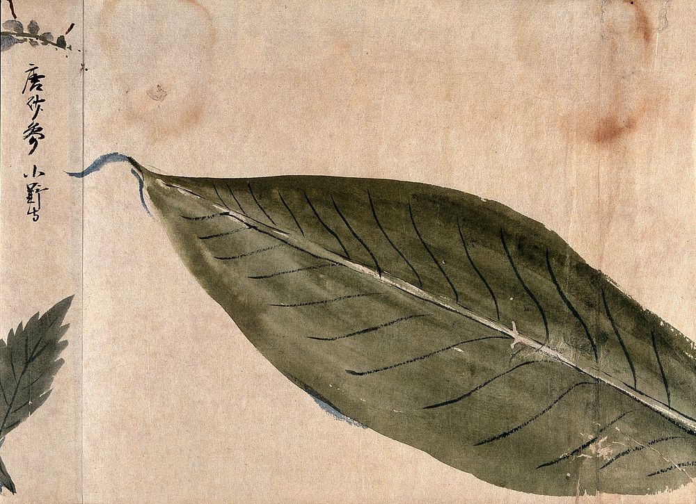 A large leaf. Watercolour, c. 1870.