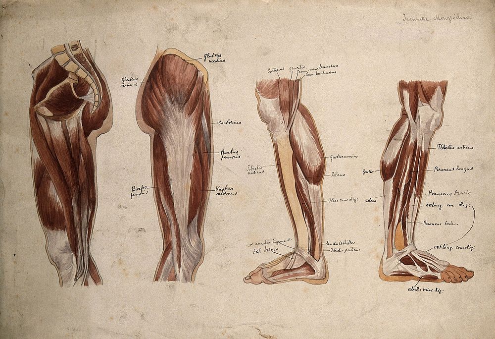 Muscles of the leg and foot: four écorché figures. Watercolour by J. Mongrédien, ca. 1880.
