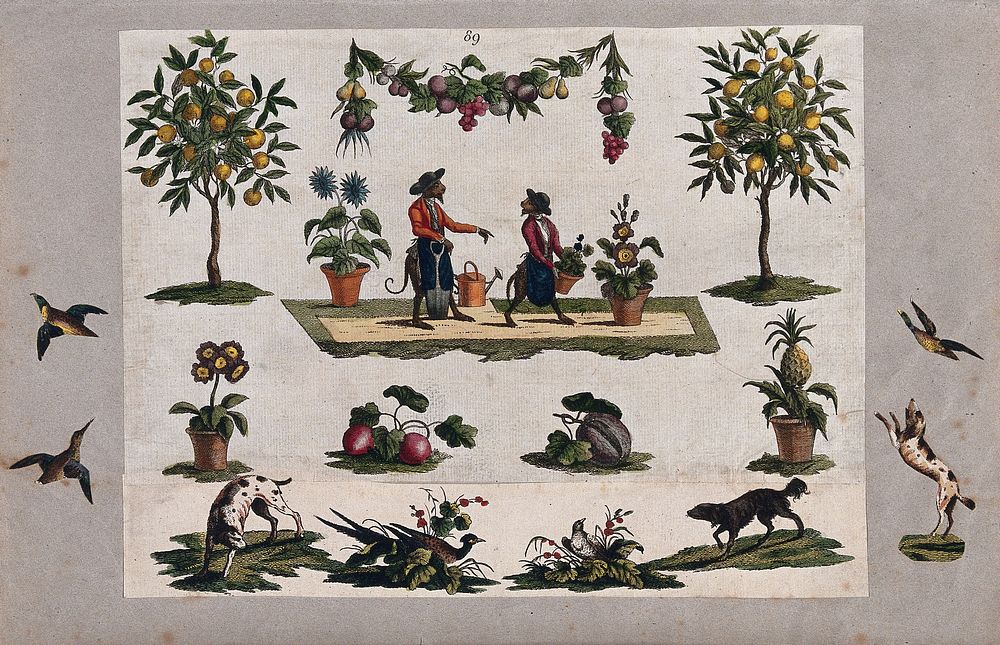 Separate pictures of garden fruit, flowers, vegetables, birds, dogs and two monkeys dressed as gardeners. Coloured etchings…