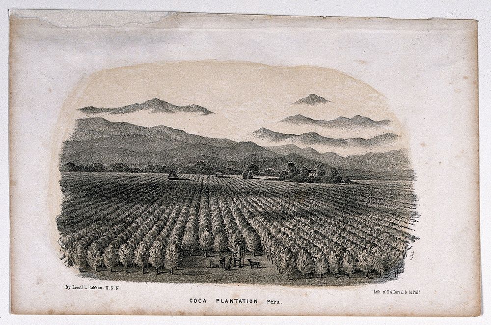 A coca plantation in Peru in which stands an armed man and his dogs. Lithograph after Lieut. L. Gibbon.