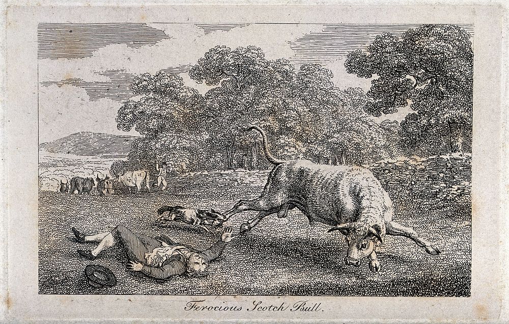 A man, run over by a bull, is lying on the ground while a dog is biting the bull's leg to distract it. Etching.