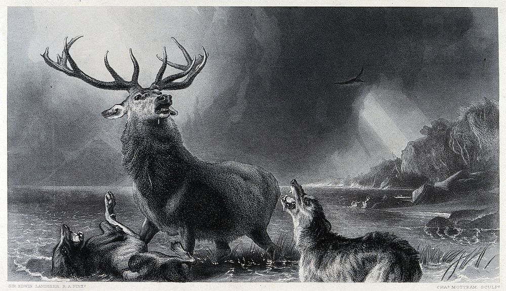 A wounded stag is attacked by two dogs in the water. Steel engraving by C. Mottram after E. H. Landseer.