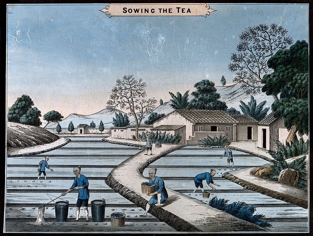 A tea plantation in China: workers sow the seed. Coloured lithograph.