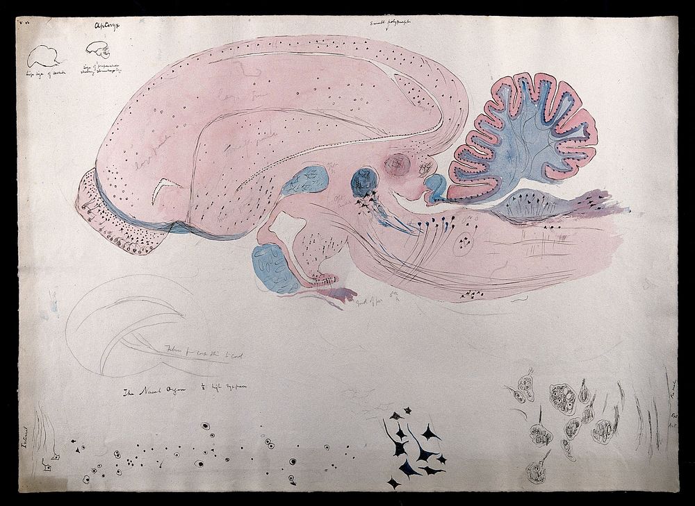 Brain of an apteryx (kiwi): figures showing dissections of the brain. Watercolour and ink with pencil, possibly by D.…