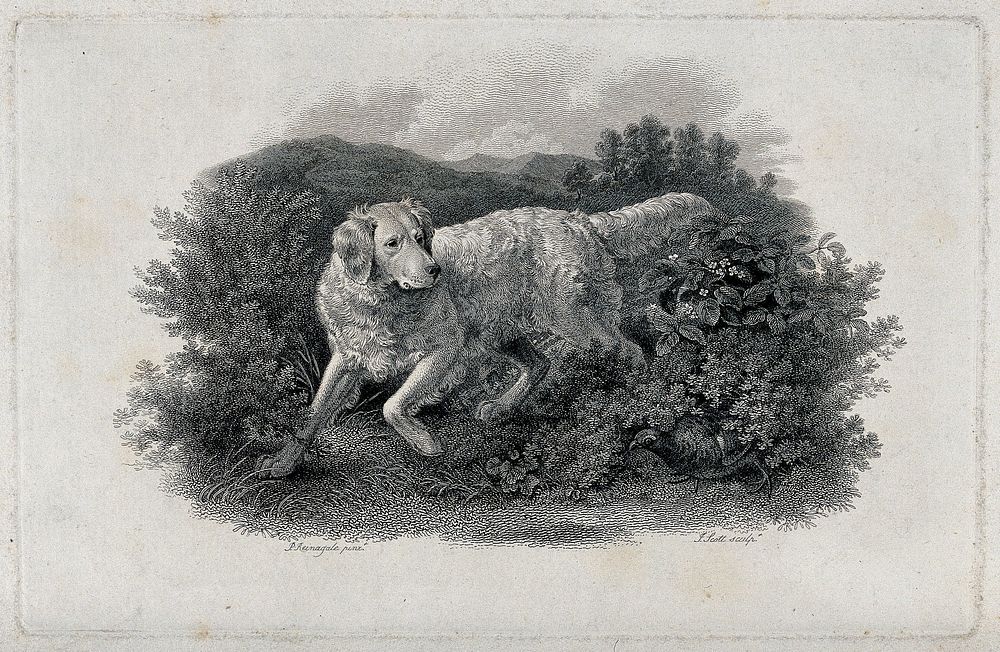 A dog searching for a game-bird hiding under a bush on the heath. Etching by J. Scott after P. Reinagle.