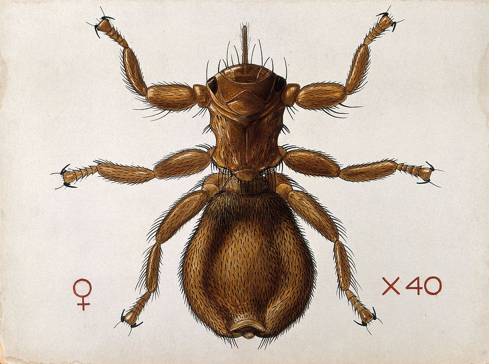 A wingless sheep fly (Melophagus ovinus). Coloured drawing by A.J.E. Terzi.