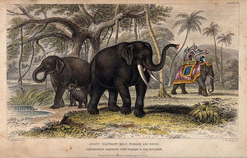 A female and a male Asiatic elephant with their young and a caparisoned elephant with a howdah in the distance. Coloured…