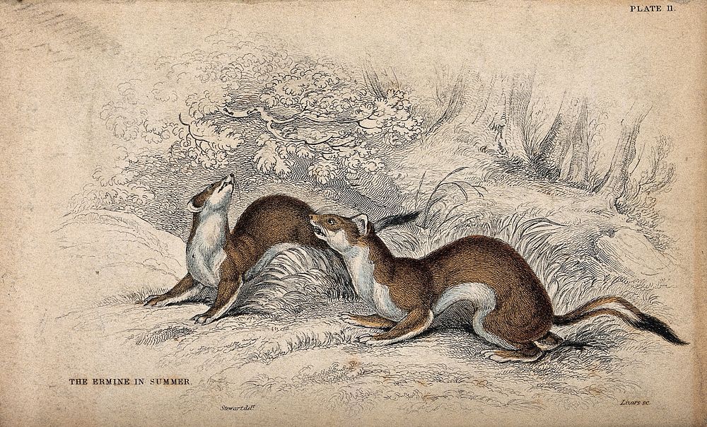 Two ermines sitting on the ground in a forest. Coloured etching by W. H. Lizars after J. Stewart.