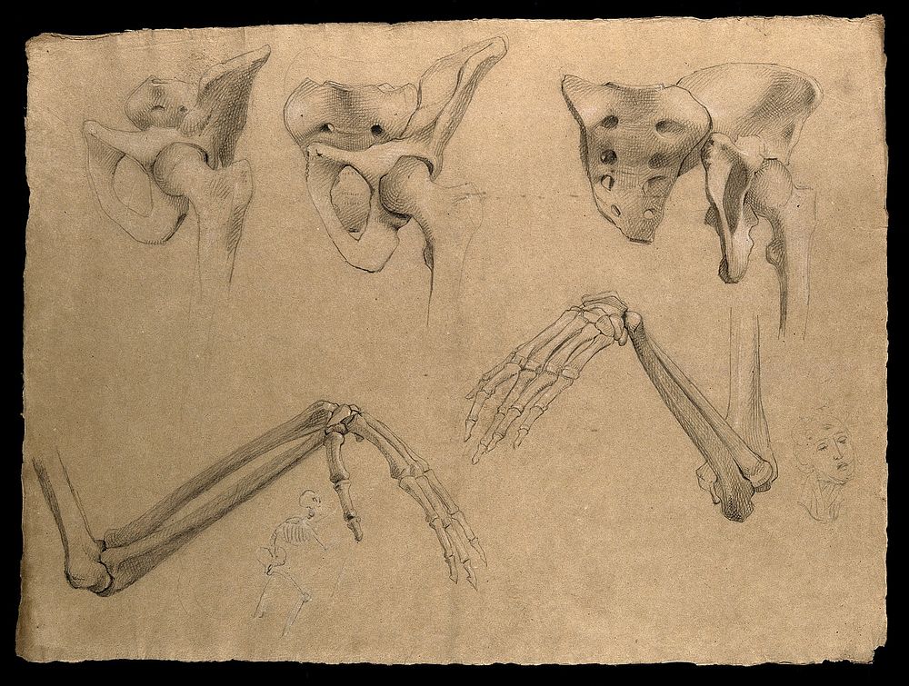 Bones of the pelvis, the hip joint, arm, elbow and hand, with small sketches depicting a skeleton and a face. Pencil drawing…