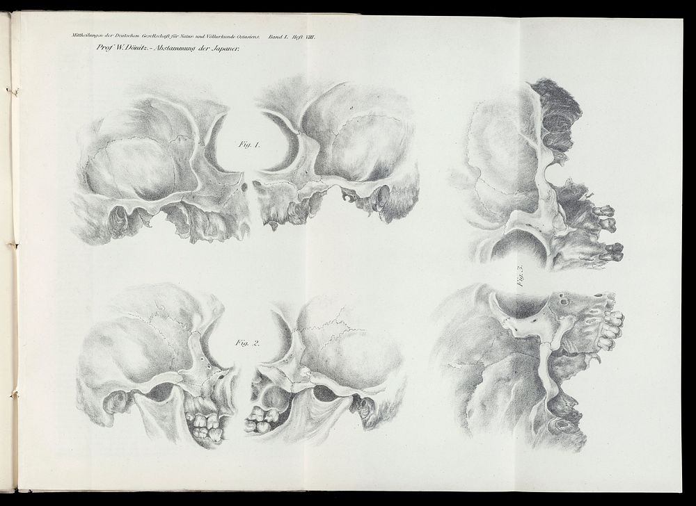 Side illustrations of skulls
