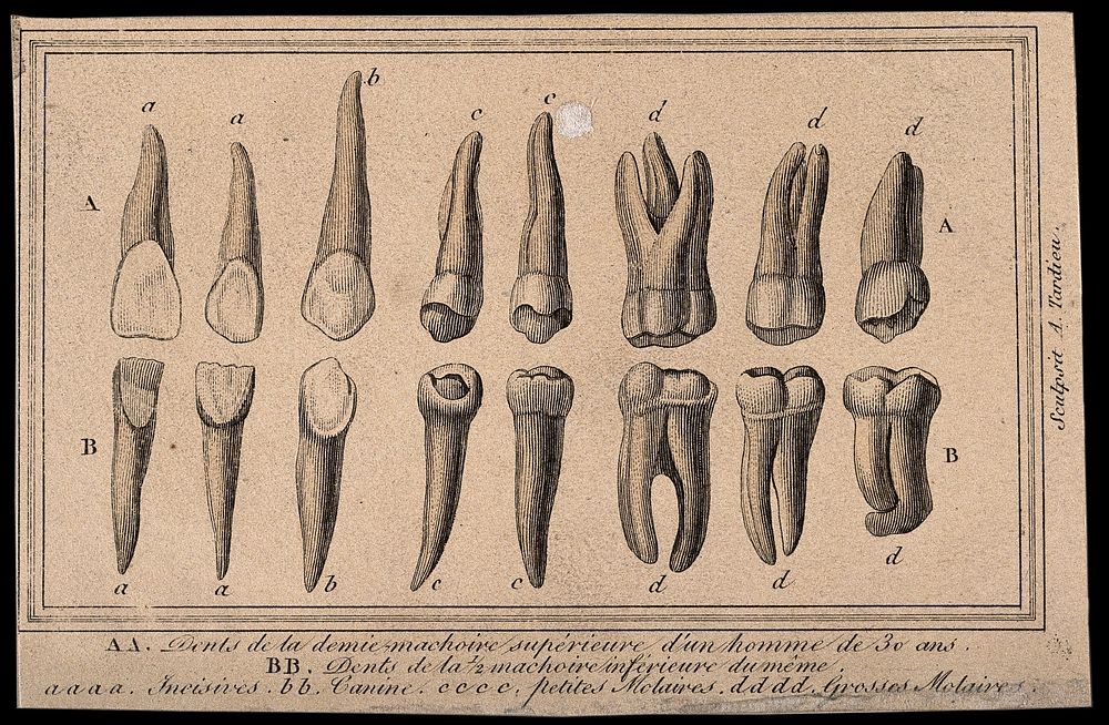 The incisors, canines, small and large molars of an adult human. Engraving by A. Tardieu.