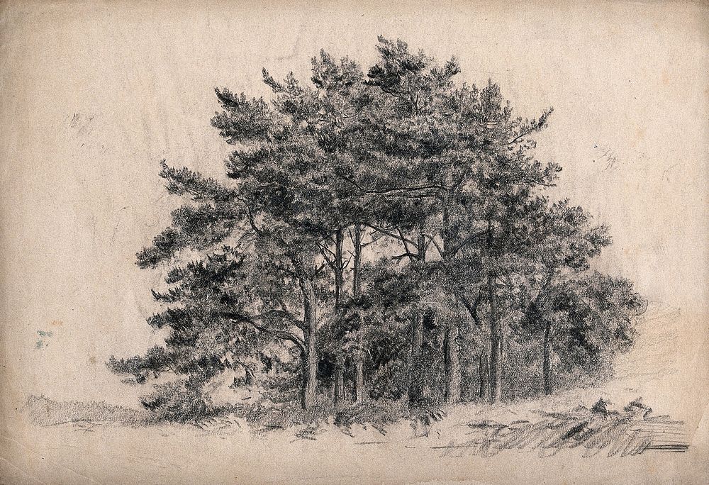 Group of trees, possibly Scots pines (Pinus sylvestris). Pencil drawing.